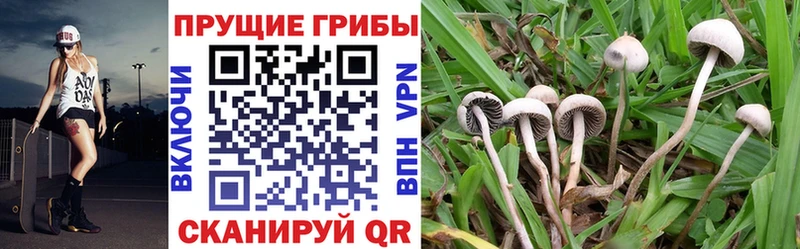 Псилоцибиновые грибы Cubensis  Белово 